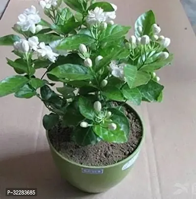 Jasmin , mogra  Live flower Plant (Pack of 1, Grow bag).-thumb0