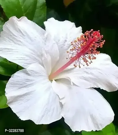 Live White Hibiscus/Best Attractive Flowering Plant,pack of 1,small plant,grow bag-thumb0