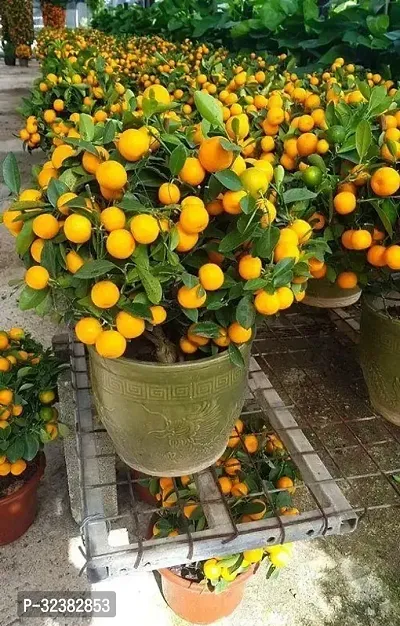 Aromatic Orange Plant Bonsai Suitable Fruit Pack Of 1,Grow Bag