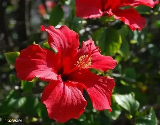 Red hibiscus flower Plant and Tree Pack Of 1,Grow Bag