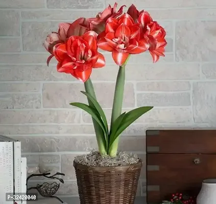 Amaryllis Lily Imported Variety Fresh Winter Season Live Plant,Pack Of 1,Grow Bag