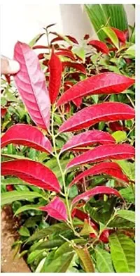 Green view Laila Majnu PlantOccidentalis -1 Healthy Live Super Exotic Ornamental Plant Indoor/Outdoor -1-1.5 Ft Height in Nursery Grow Bag for Home Garden-thumb3
