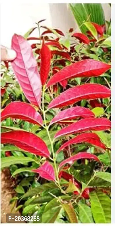 Green view Laila Majnu PlantOccidentalis -1 Healthy Live Super Exotic Ornamental Plant Indoor/Outdoor -1-1.5 Ft Height in Nursery Grow Bag for Home Garden-thumb4