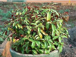 Green view Laila Majnu PlantOccidentalis -1 Healthy Live Super Exotic Ornamental Plant Indoor/Outdoor -1-1.5 Ft Height in Nursery Grow Bag for Home Garden-thumb2