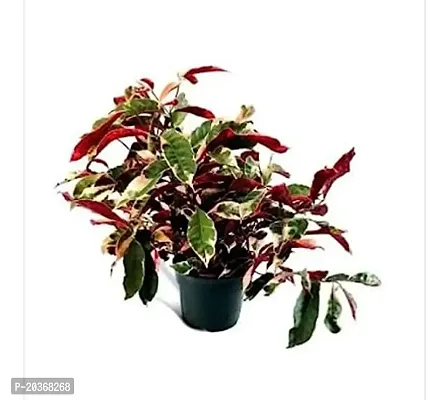 Green view Laila Majnu PlantOccidentalis -1 Healthy Live Super Exotic Ornamental Plant Indoor/Outdoor -1-1.5 Ft Height in Nursery Grow Bag for Home Garden-thumb0