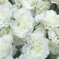 Artificial Loose White Carnation 25 Pcs for Home, Table, Pooja, festive  Events Decoration Flowers-thumb1
