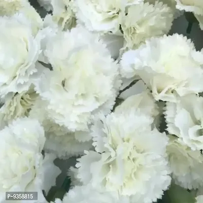Artificial Loose White Carnation 25 Pcs for Home, Table, Pooja, festive  Events Decoration Flowers-thumb2