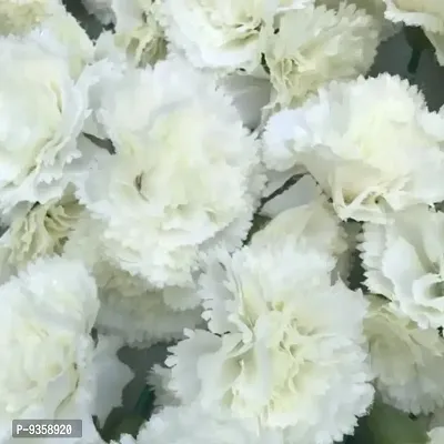 Artificial Loose White Carnation 50 Pcs for Home, Table, Pooja, festive  Events Decoration Flowers-thumb5