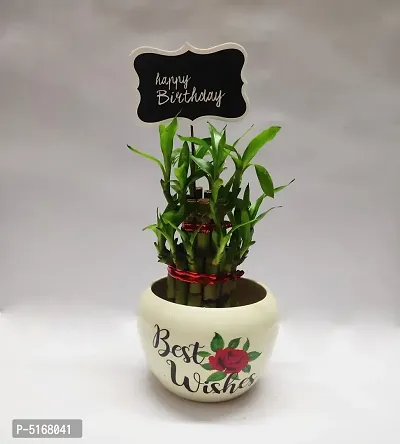 Two Layer Bamboo with best wishes Metal Pot and birthday tag-thumb0