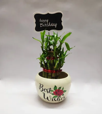 Two Layer Bamboo with best wishes Metal Pot and birthday tag