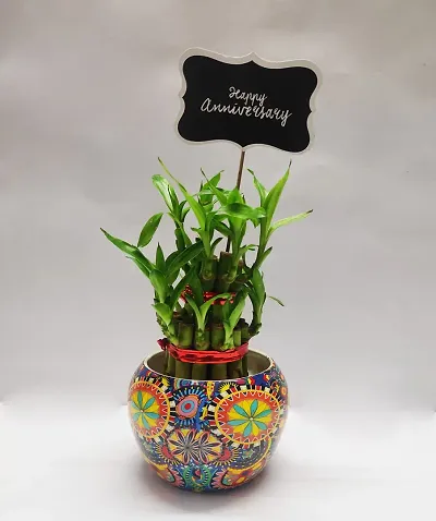 Two Layer Bamboo with Designed Metal Pot and anniversary tag