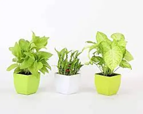 Plants Combo Set of 3