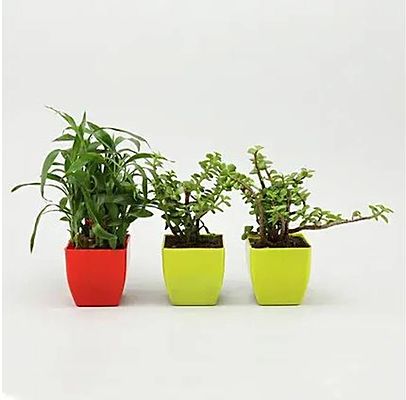 Plants Combo Set of 3