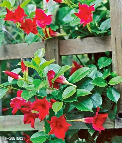 Baishnab  Red  Mandevillea Flower Plants  ols Mande