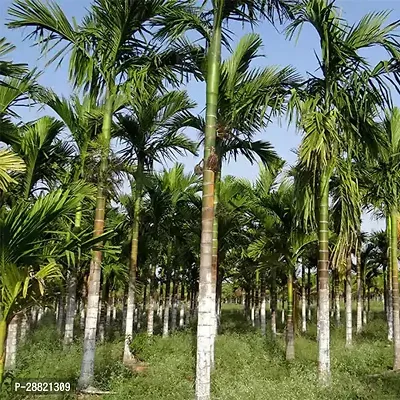 Baishnab  Arlo supari plants Betel NutSupari Plant