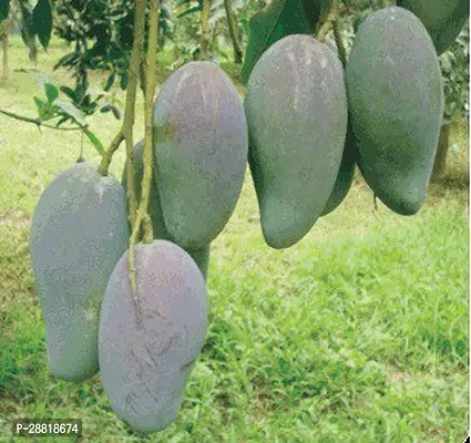 Baishnab  MangoModel nameArka puneet plant Mango