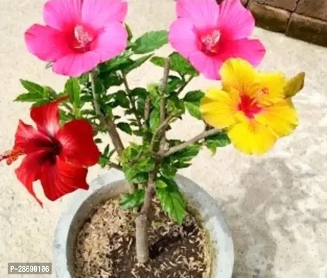 Baishnab Hibiscus Gudhal Flower Plant Multicolour hybrid hibiscus plant-thumb0