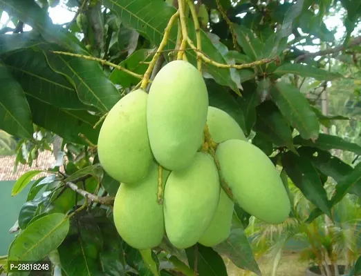 Baishnab  Mango Fruit Live Plant Kolombo Mango Plan-thumb0