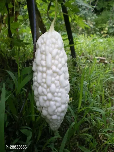 Baishnab UCCHE 10PCS R Imported Bitter gourd white chinese variety seeds5PIECE