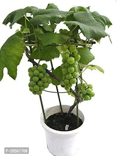 Baishnab Grapes Plant Green Grapes-thumb0