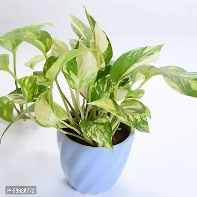 Baishnab  mg11 Money Plant-thumb0