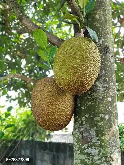 Baishnab  jr01 Jack Fruit Plant