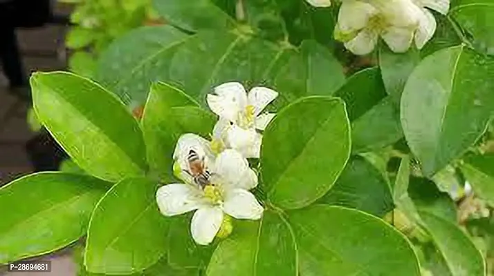 Baishnab Madhu Kamini Plant Madhu Kamini Plant-2-thumb0