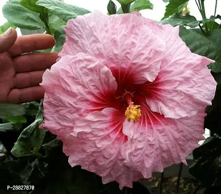 Baishnab  Hibiscus Red  White Plant CF0971 Hibis