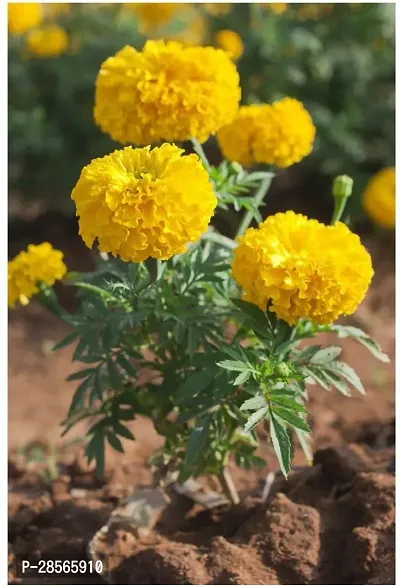 Baishnab Marigold Plant Marigold plant 46-thumb0