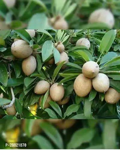 Baishnab  Thai ChikuSobada Fruit  Plant Chiku Plan-thumb0