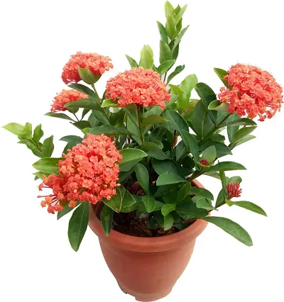 Best Selling Plant & Planters 