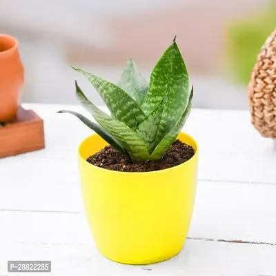 Baishnab  Snake PlantCFA443 Snake Plant-thumb0