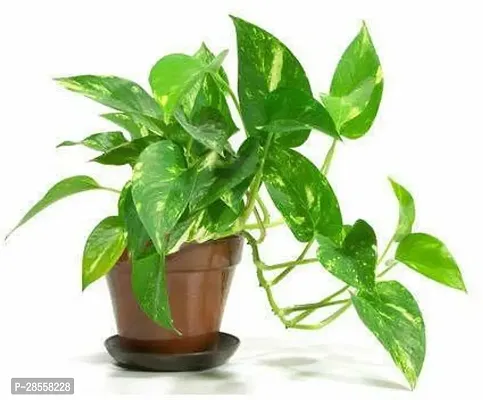 Baishnab Money Plant Good Luck Money Plant For Tabletop Indoor RealPlant InBlack Plastic Pot - Low Maintenance - Office Or Home