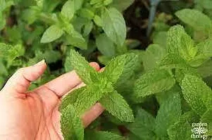 Baishnab Mint Plant MINT PLANT PLMN-thumb1