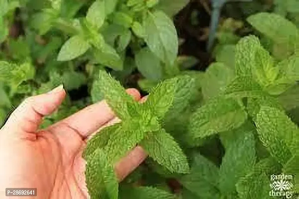 Baishnab Mint Plant MINT PLANT PLMN-thumb2