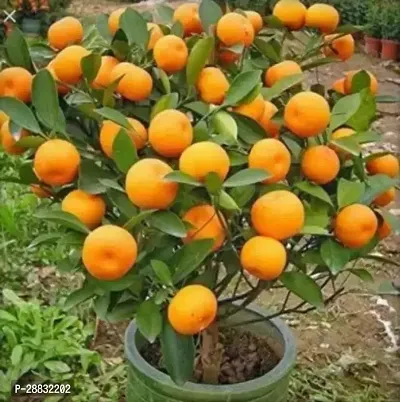 Baishnab  High Yield Orange Live Plant Orange Plant-thumb0