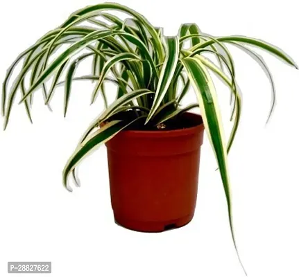 Baishnab  Spider Home Plant Spider Plant-thumb0