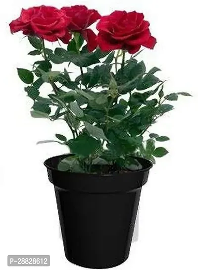 Baishnab  BHJG321 Rose Plant-thumb0