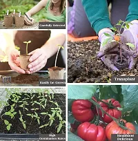 Baishnab tomato seed 1000 ps bbhji Organic Green Tomato Seeds Solanum Lycopersicum1000PIECE-thumb1