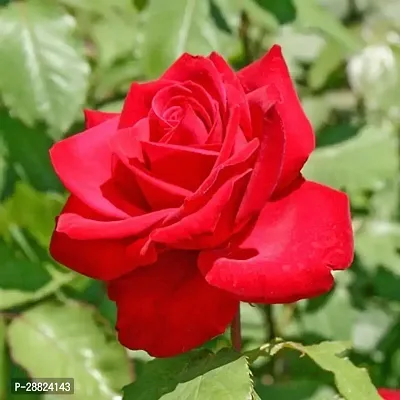 Baishnab  Rose Red All Time Flower Live Plant CFPI-thumb0