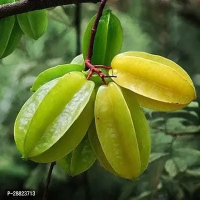 Baishnab  sf11 Star Fruit Carambola Grafted Plant-thumb0