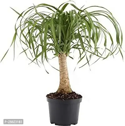 Baishnab  Ponytail Palm Tree live outdoor plant wit-thumb0