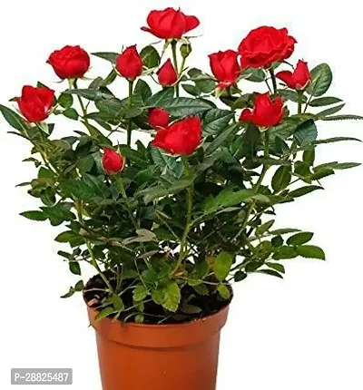 Baishnab  RsRED2458 Rose Plant-thumb0