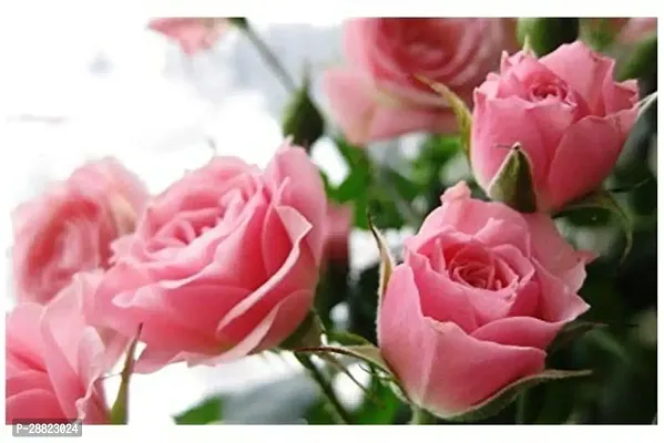 Baishnab  London Pink  Rose Gulab Flower Plants Ro