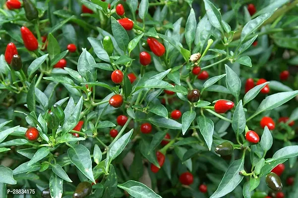 Baishnab Earth Seeds P172Chilli Seeds 33100PIECE-thumb0