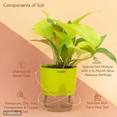 Baishnab Golden Money Plant Live Golden Money Plant | Green Self-Watering Pot | Positivity Health Good Luck-thumb3