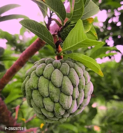 Baishnab  Custard Apple Live Plant Disha200871 C-thumb0