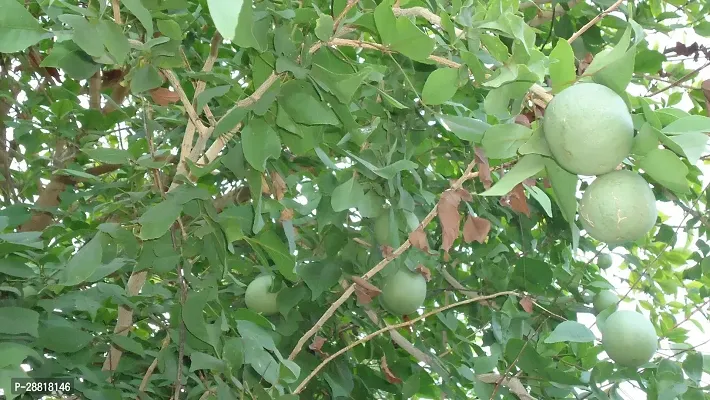 Baishnab  PLANTKOOVALAM Custard Apple Plant