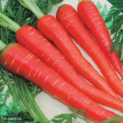 Baishnab cARROT 500 PS  MCGaj 65 Atomic Red Carrot 500Seeds500PIECE