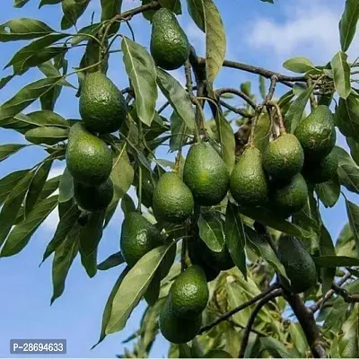 Baishnab Avocado Plant Maluma Avocados Hybrid Plant For Outdoor Garden-thumb0